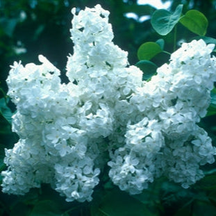Lilac 'Mount Baker'