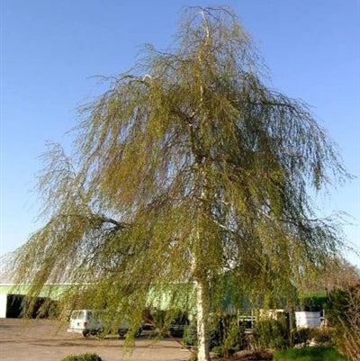 Birch 'Young's Weeping'