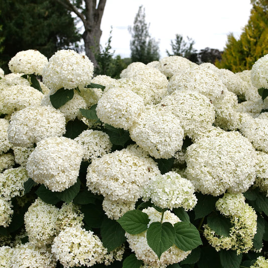 Hydrangea 'Incrediball Storm Proof™'