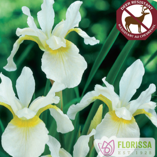Siberian Iris 'Snow Queen'