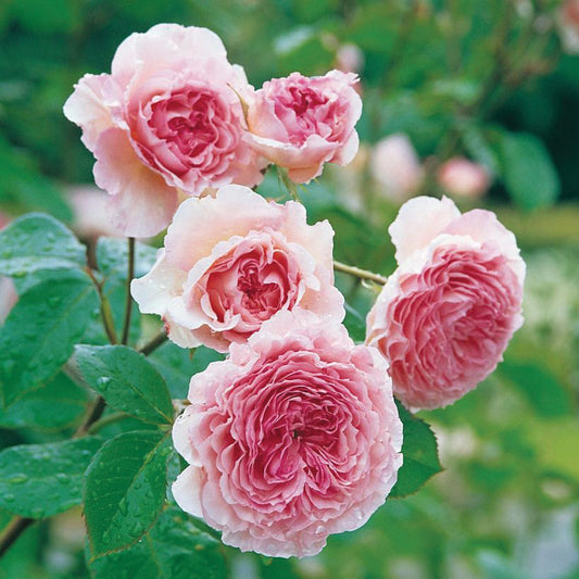 Rose 'James Galway'