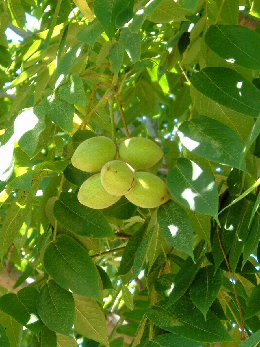 Fruit Profile