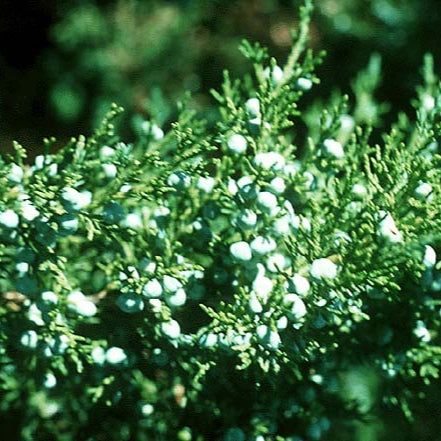 Juniper 'Mountbatten'