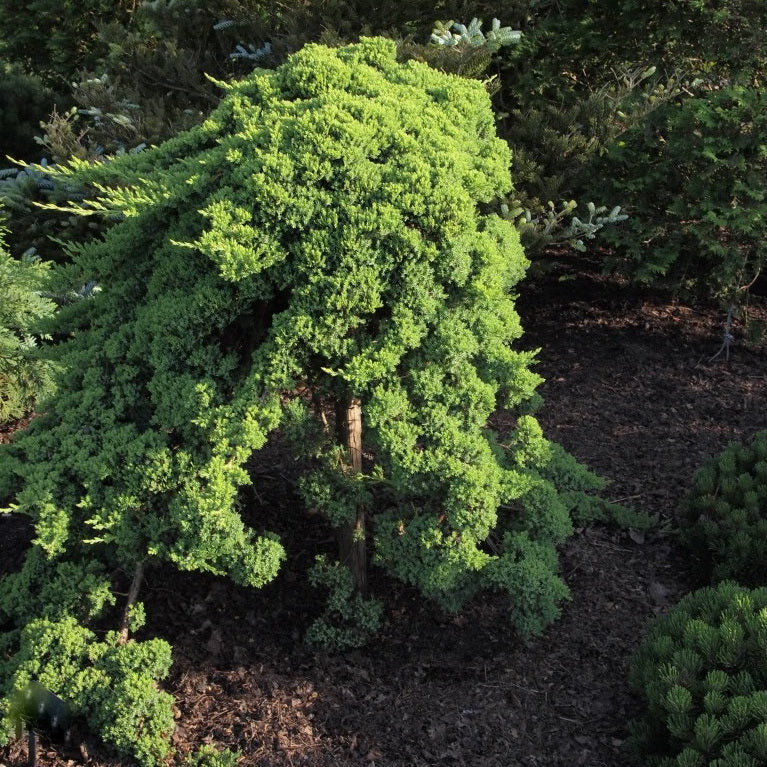 Dwarf Japanese Garden Juniper