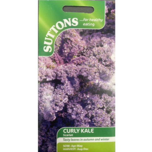 Suttons Seed Curly Kale Scarlet