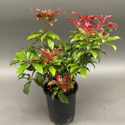 Pieris Katsura 1gal