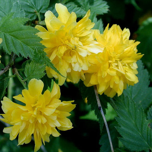 Kerria 'Double Flowered Japanese'