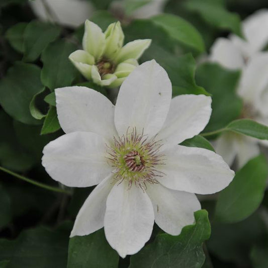 Clematis 'Kitty'