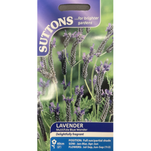 Suttons Seed Lavender Multifida Blue Wonder