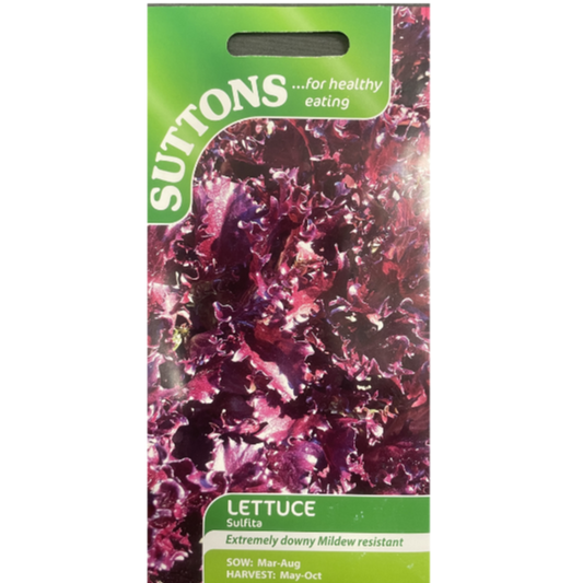 Suttons Seed Lettuce Sulfita