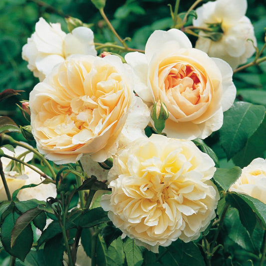 Rose 'Lichfield Angel'