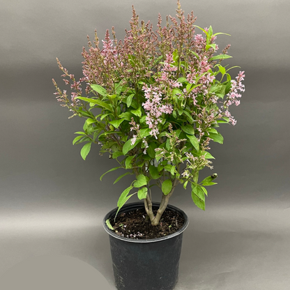 Lilac 'James Macfarlane'