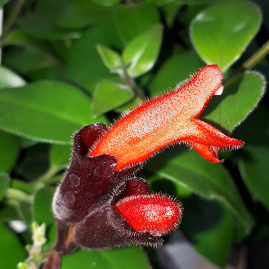 A close-up image of a Lipstick Plant with long tubular red flowers and green leaves.