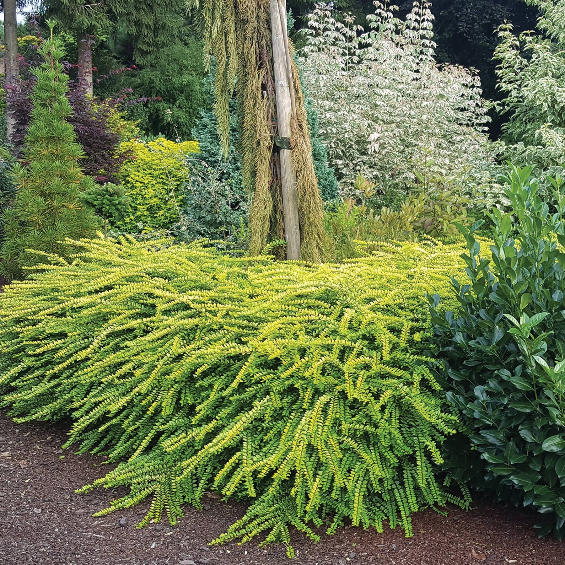 Honeysuckle 'Thunderbolt™'