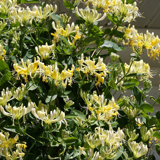 Honeysuckle 'Scentsation'