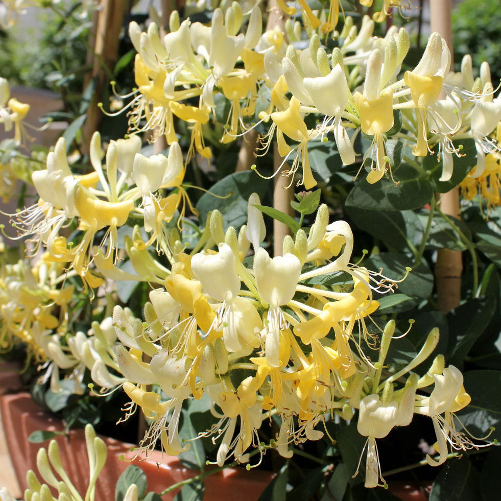 Honeysuckle 'Scentsation'