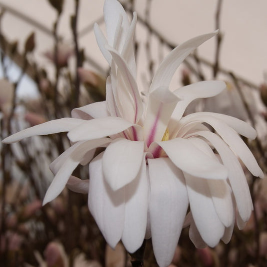 Magnolia 'Centennial Blush'
