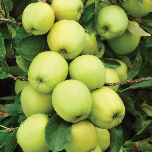 Apple ‘Yellow Delicious’