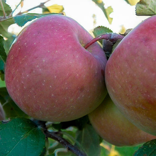 Apple ‘September Ruby’