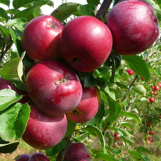 Apple 'Spartan'