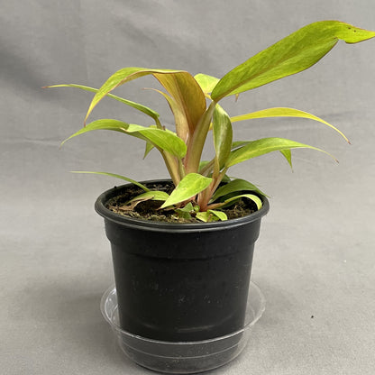 Philodendron 'Orange Marmalade'