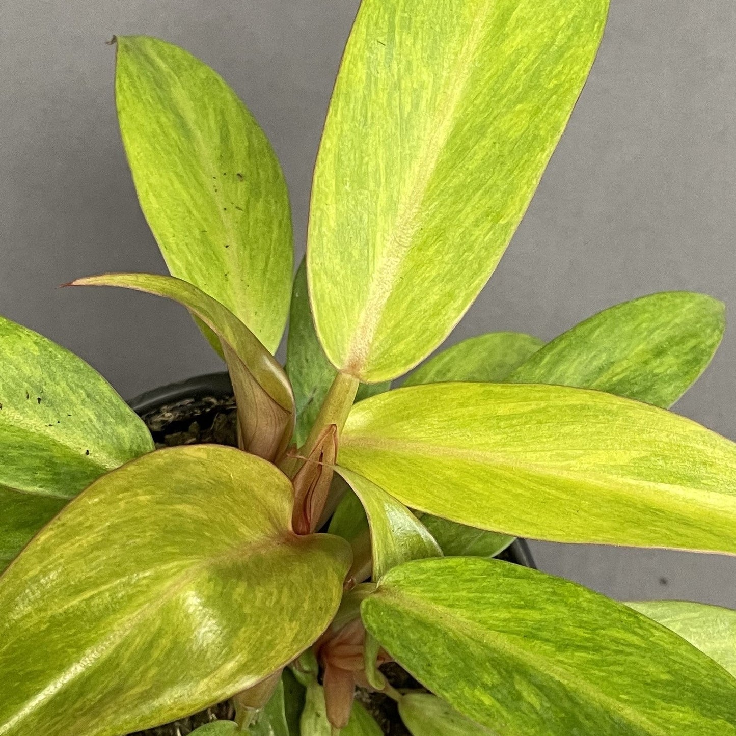 Philodendron 'Orange Marmalade'