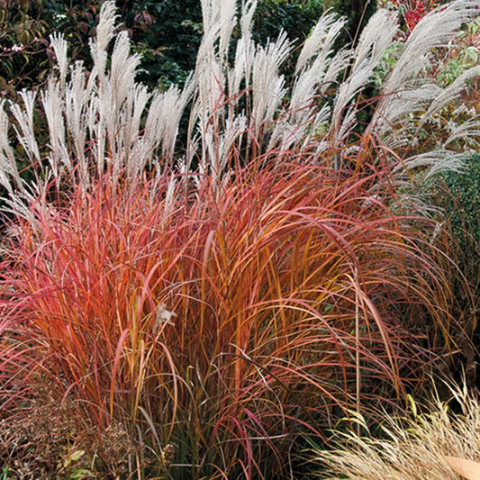 Silver Grass ‘Fire Dragon’