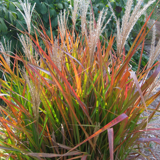 Purple Silver Grass