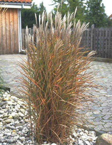 Purple Silver Grass