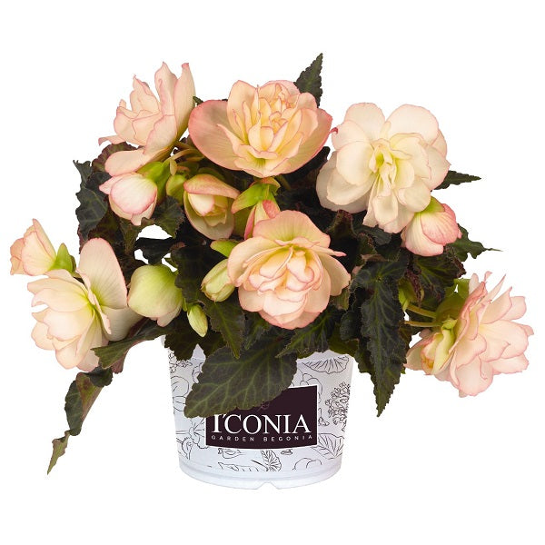 Begonia I'CONIA®