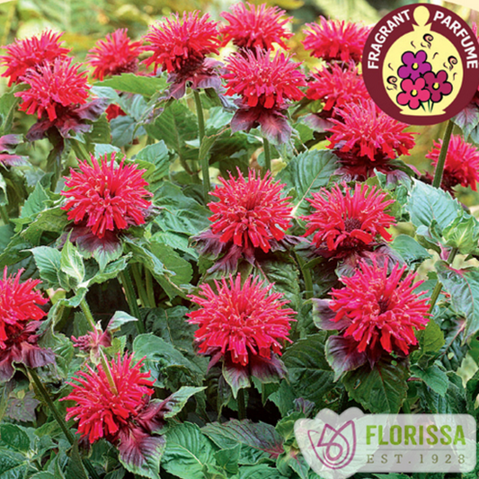 Bee Balm 'Fireball'