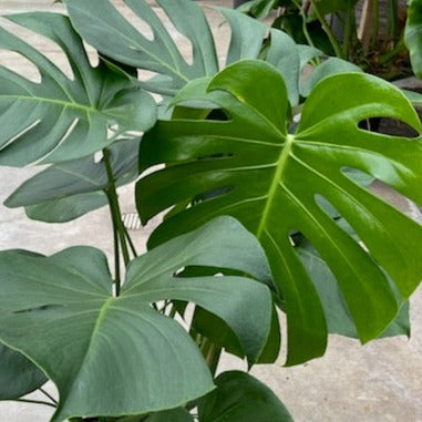 Monstera deliciosa