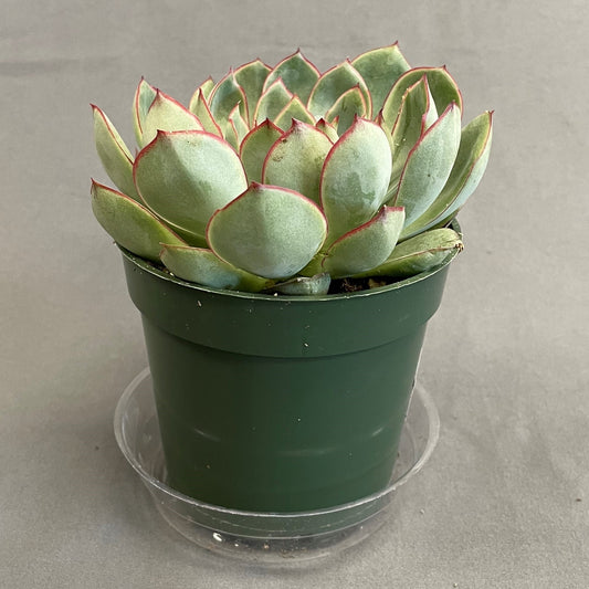 Echeveria Moonshine 4" Pot