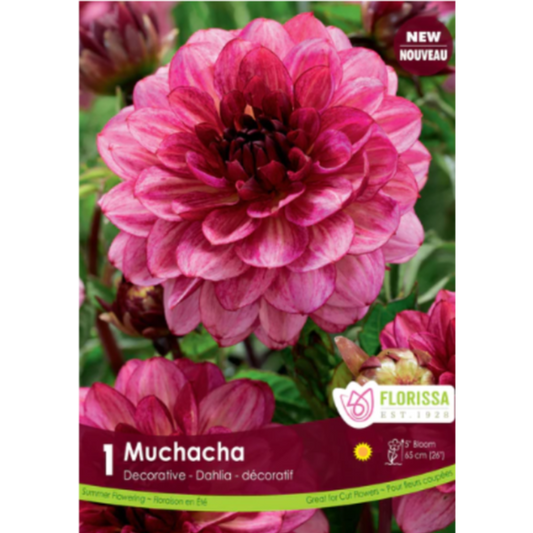 Bulbs Dahlia Decorative Muchacha 1/Pkg.