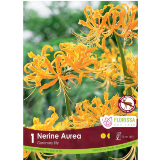 Bulbs Gurensey Lily Nerine Aurea 1/Pkg.