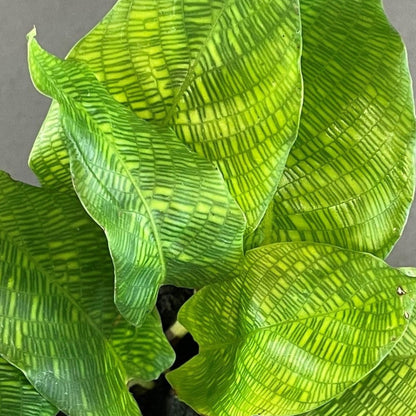 Calathea 'Network'