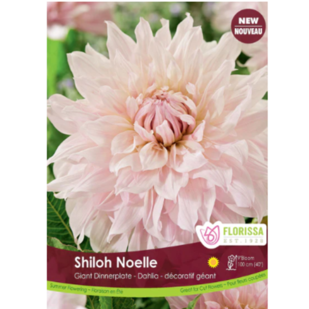 Bulbs Dahlia Dinnerplate Shiloh Noelle 1/Pkg.
