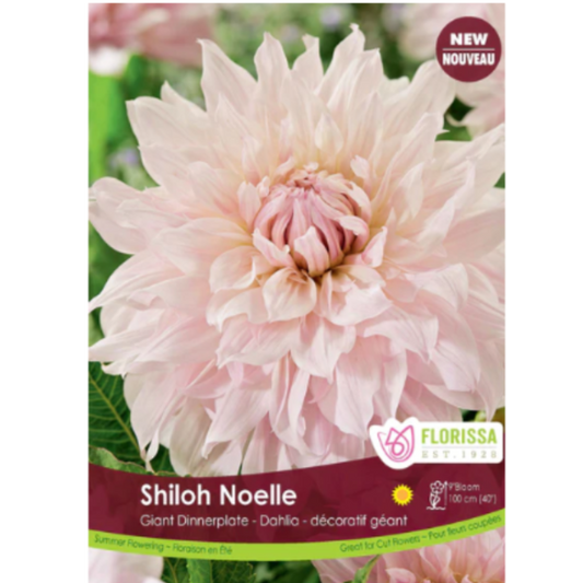Bulbs Dahlia Dinnerplate Shiloh Noelle 1/Pkg.