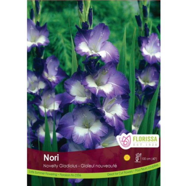 Bulbs Gladiolus Nori 8/Pkg.