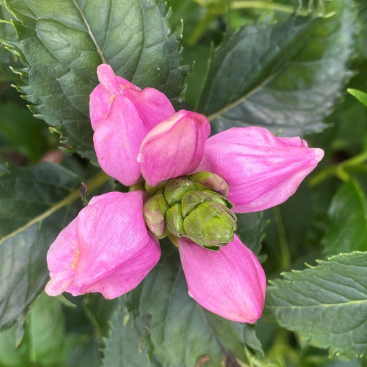 Pink Turtlehead