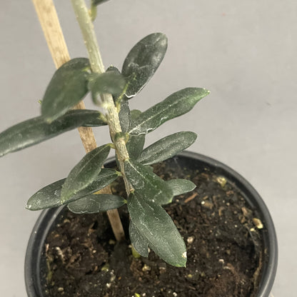 Olive Plant 4" Pot