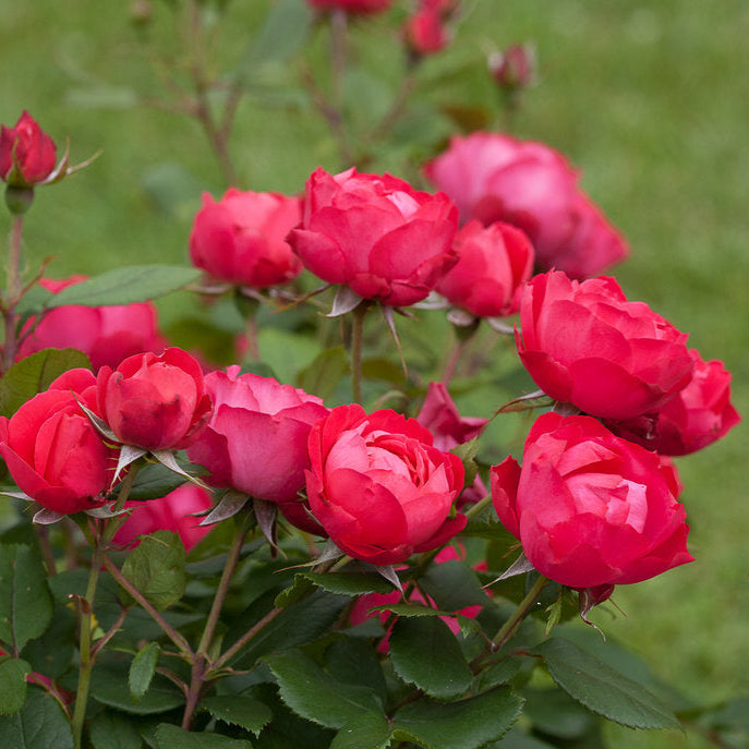 Rose 'Oso Easy Double Red®'
