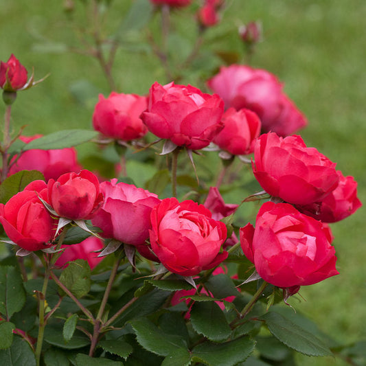Rose 'Oso Easy Double Red®'