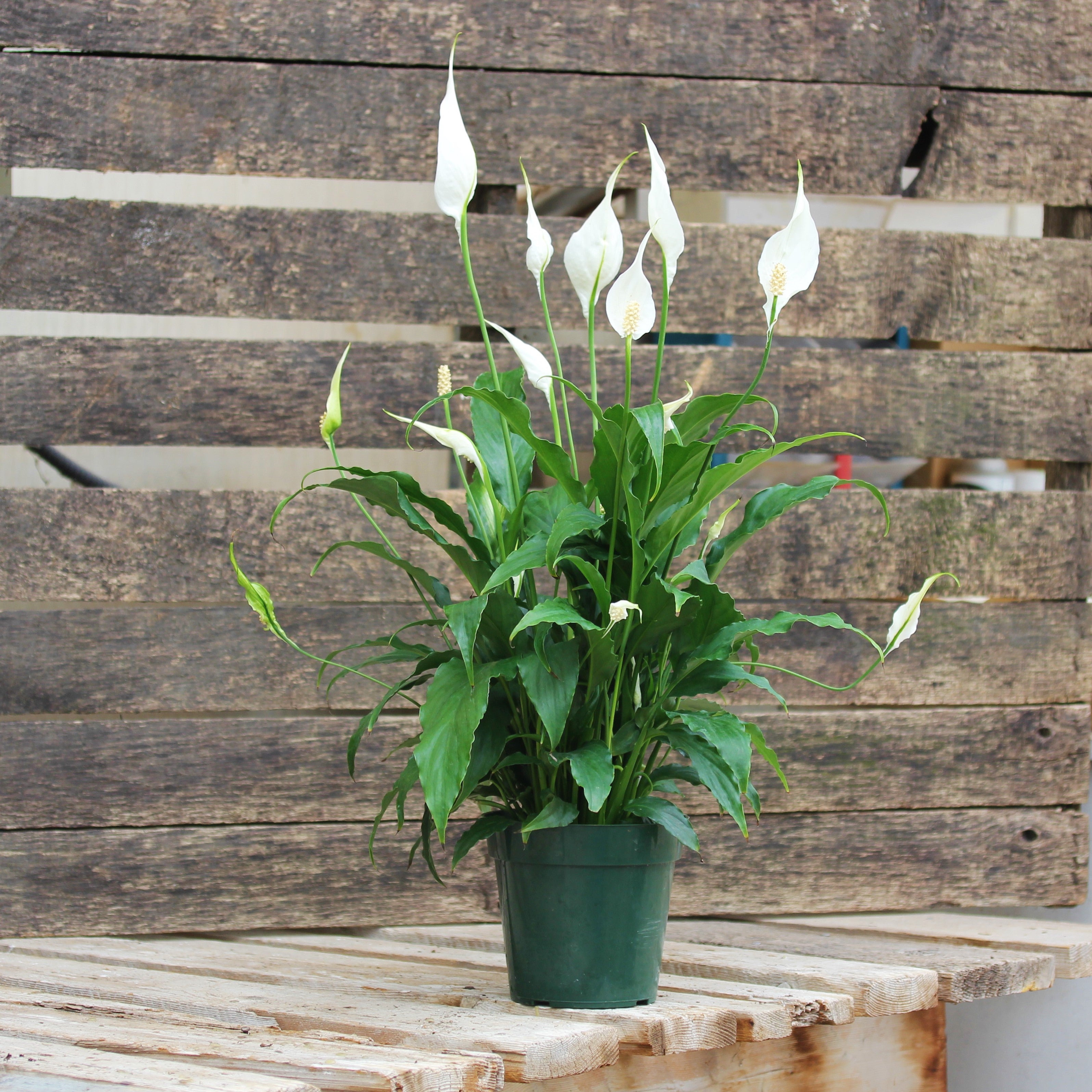 Peace Lily