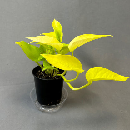 Pothos 'Neon'