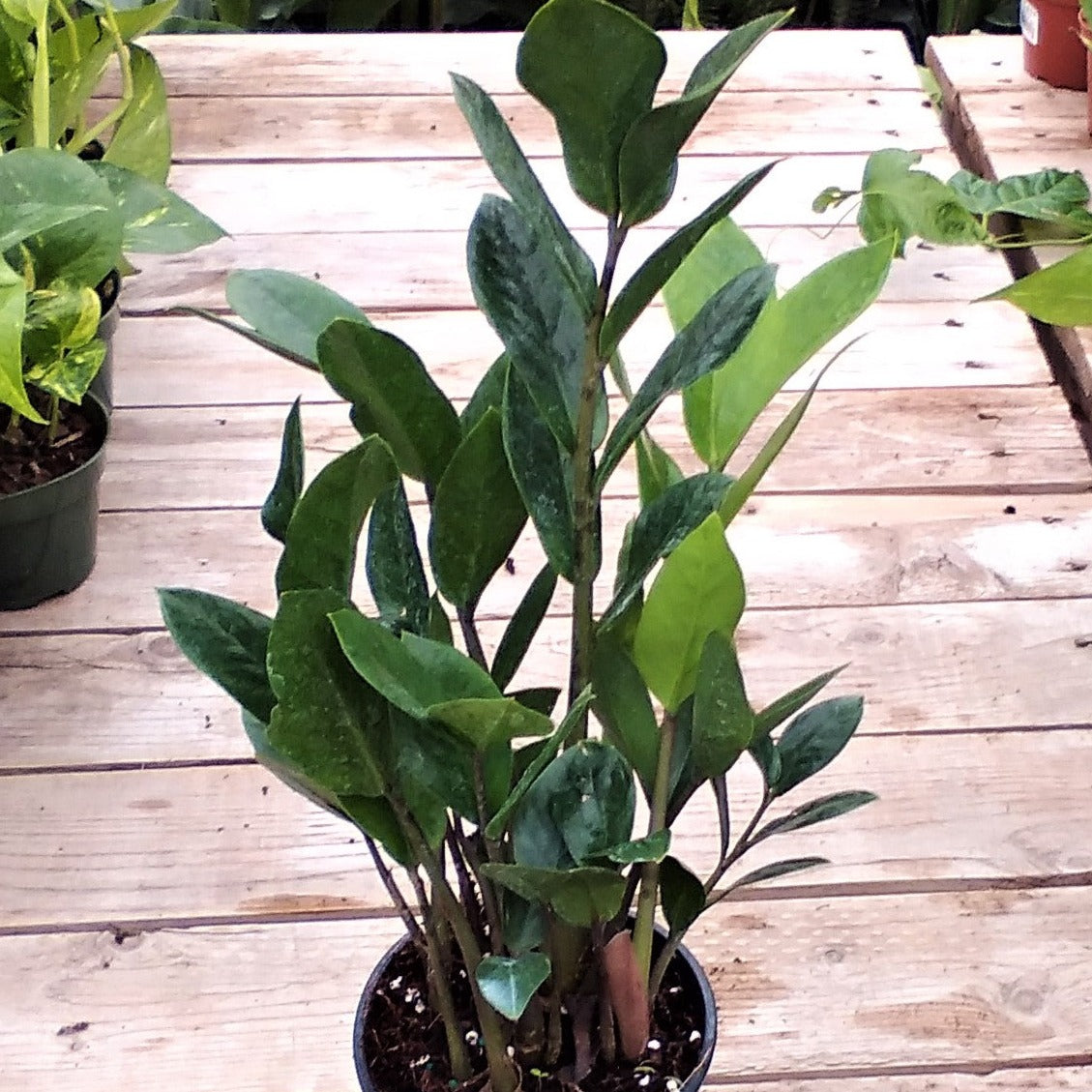 ZZ Plant