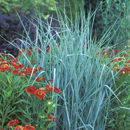 Switch Grass ‘Prairie Sky’