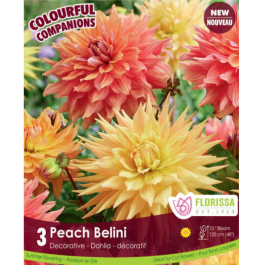 Bulbs Colourful Companions Dahlia Peach Belini 3/Pkg.