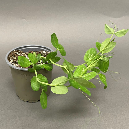 Peas 'Jumpstart Pod'