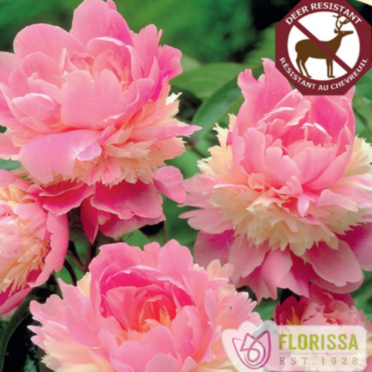 Peony 'Sorbet'